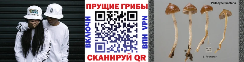 Псилоцибиновые грибы прущие грибы  Купить закладки  Нижний Тагил 